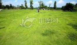 青青青草国产免费,国产影视的清新之作