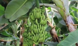 国产香蕉伊人,引领健康生活新潮流