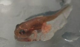 国产蝌蚪网,探索创新科技，引领未来生活新潮流