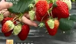 国产视频草莓,甜蜜滋味，映照时代光影